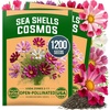 image:imageHOME GROWN Sea Shells Cosmos Seeds 1200 Seeds Cosmos bipinnatus  Heirloom NonGMO  1200 Seeds 600 Each 2 Pack  Zones 211  Full Sun  Summer to Fall Blooms  Annual