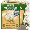 image:imageHOME GROWN White Yarrow Seeds 16000 Seeds Achillea millefolium  16000 Seeds 8000 Each 2 Pack  Zones 39  Pollinator Friendly  NonGMO Heirloom  Perennial